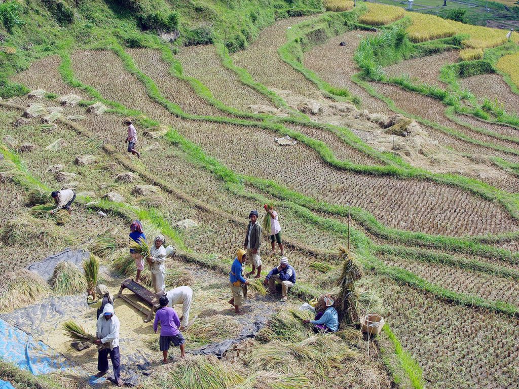 rice supply chain