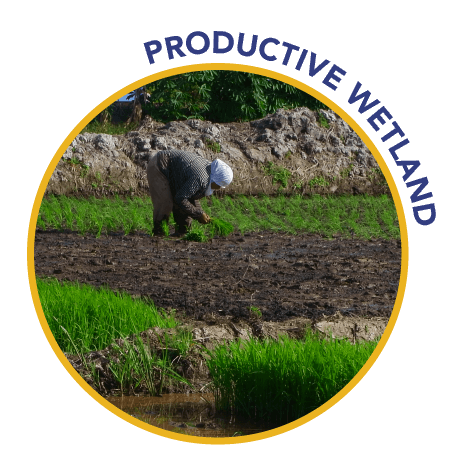 productive wetland