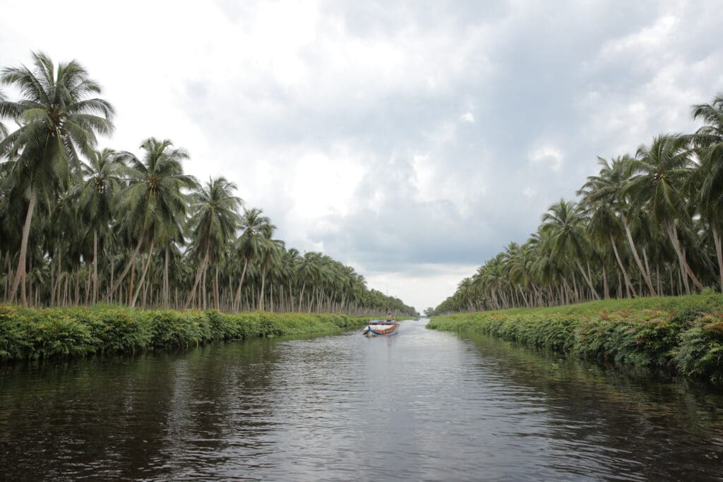 Sustainable Coconut Plantation in Pulau Burung/