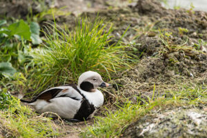 Peatland Management