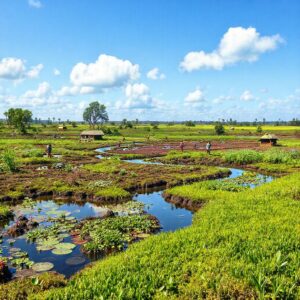 Sustainable Peatland Cultivation Example