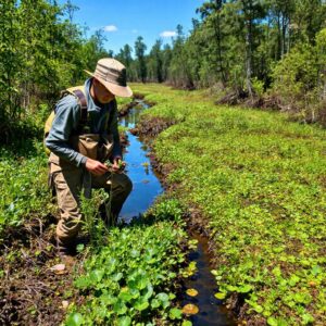 sustainable peatland management in indonesia